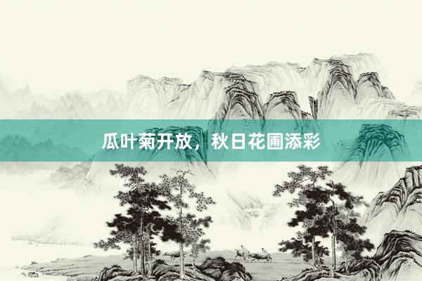 瓜叶菊开放，秋日花圃添彩